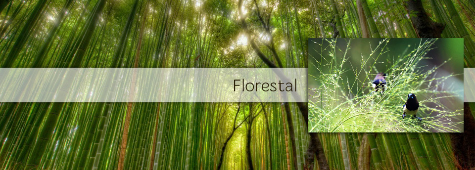 Florestal