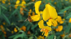 01-crotalaria